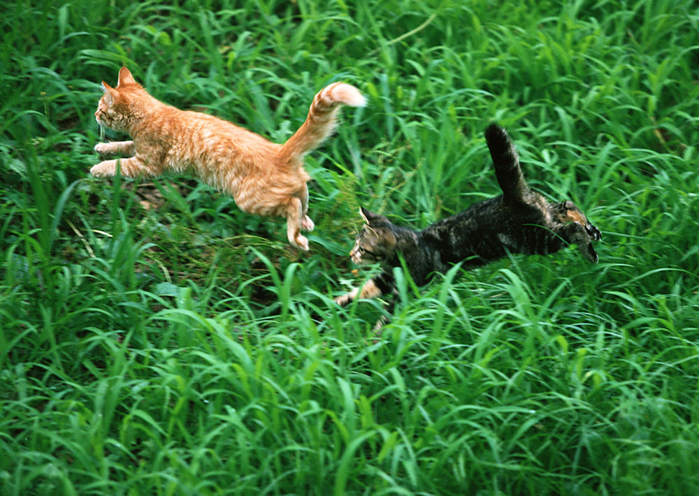 犬・猫の里親募集中！