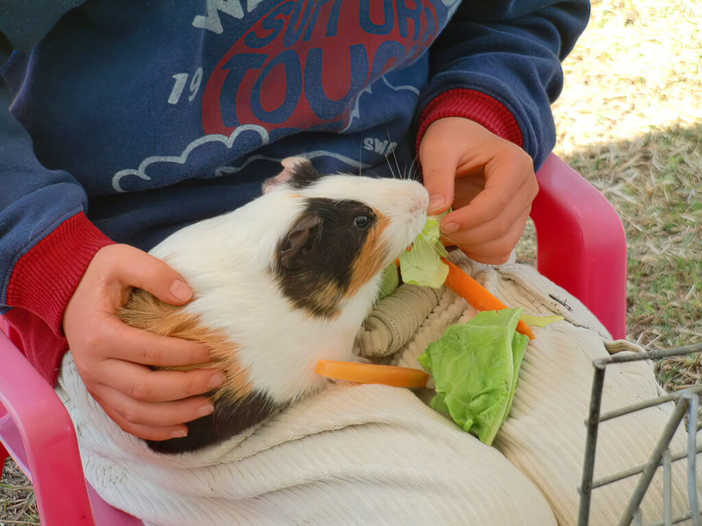 ふれあい動物