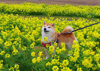 犬猫の販売