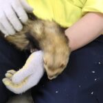 出張ふれあい動物園04