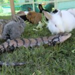 出張ふれあい動物園07