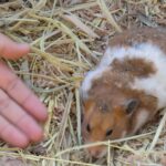 出張ふれあい動物園12