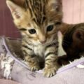 ベンガルキャット🐱