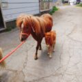 ミニチュアホースの名前募集中