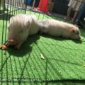 リューケンハイム移動動物園