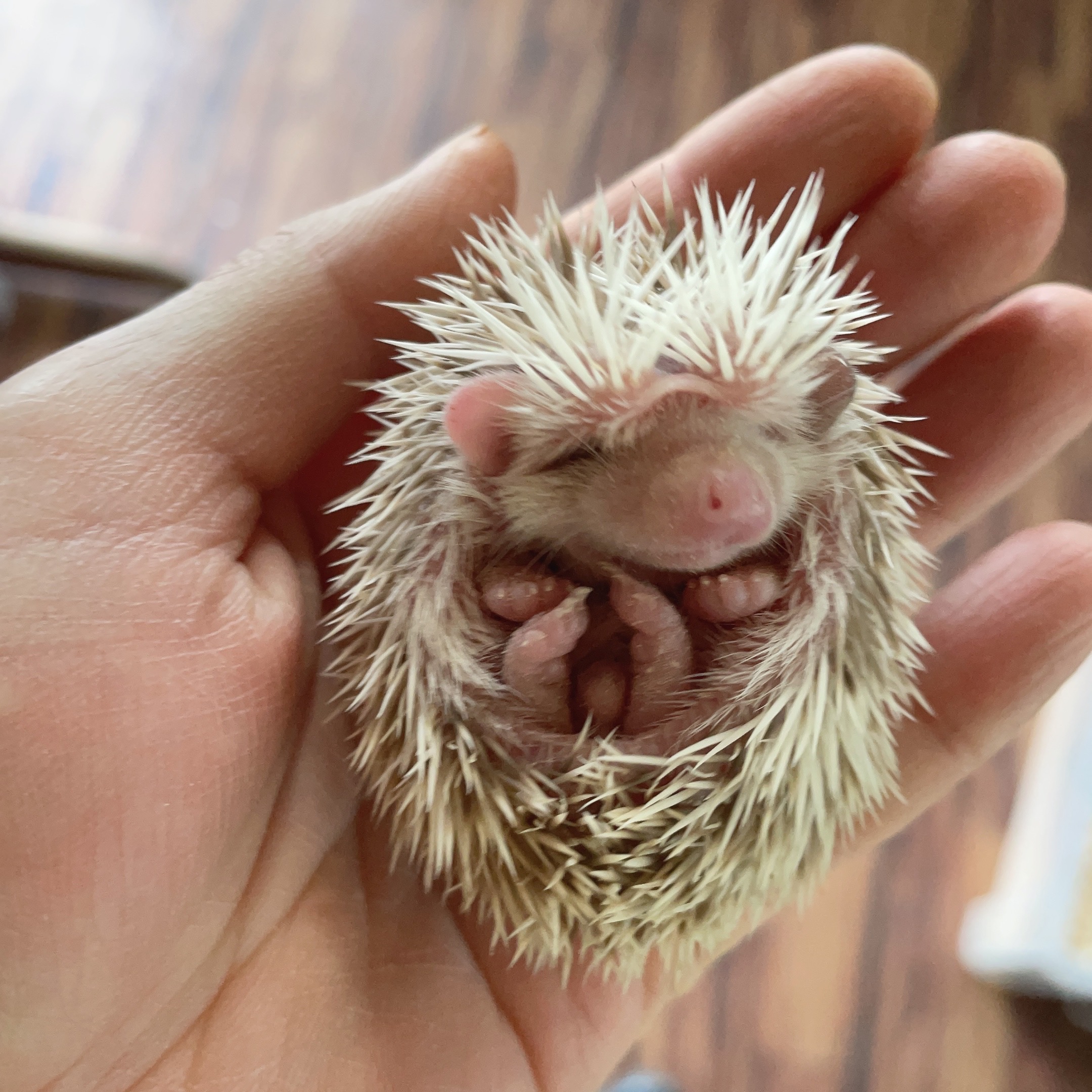 エピソード 意味 ほっこりハリネズミ赤ちゃん/3匹,すくすく育つ