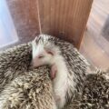 実はふれあいできます🦔