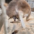 カンガルーの親子