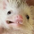 ハリネズミの子どもいます🦔