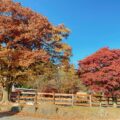 移動動物園