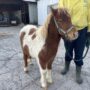 ポニー販売しています