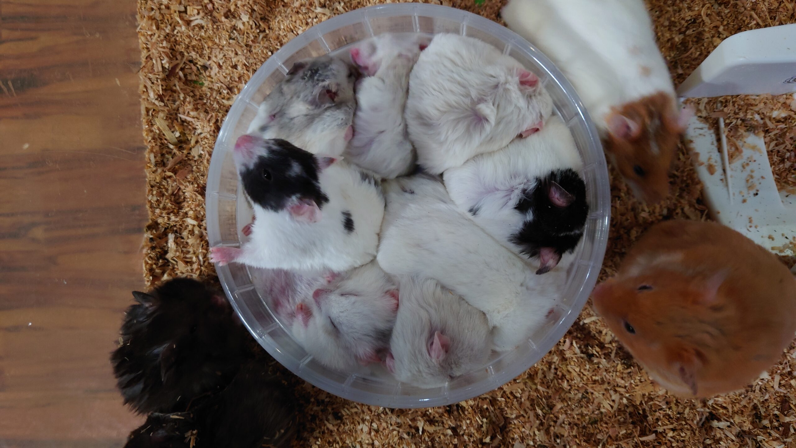 ハムスター　デパコスまとめ売り ハムスター・リスのまんま スペシャル 90g｜郵便局のネットショップ