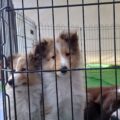 移動動物園2日目