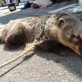 伊那ハウジングセンター移動動物園