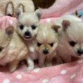 ミックス犬（ポメチー）