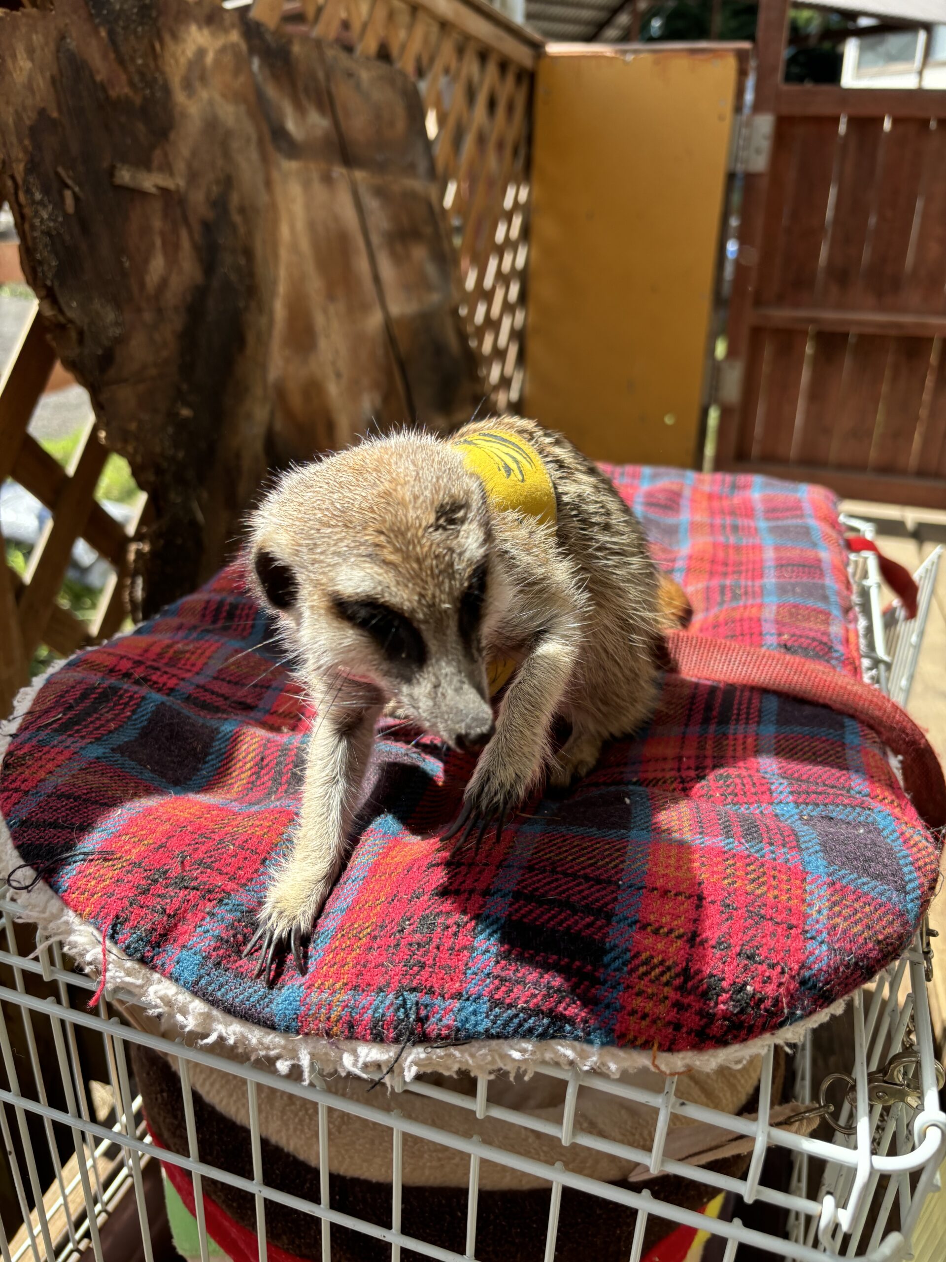 ミーアキャットの子どもの名前はもずく君 - 長野県佐久市｜乗馬と乗馬