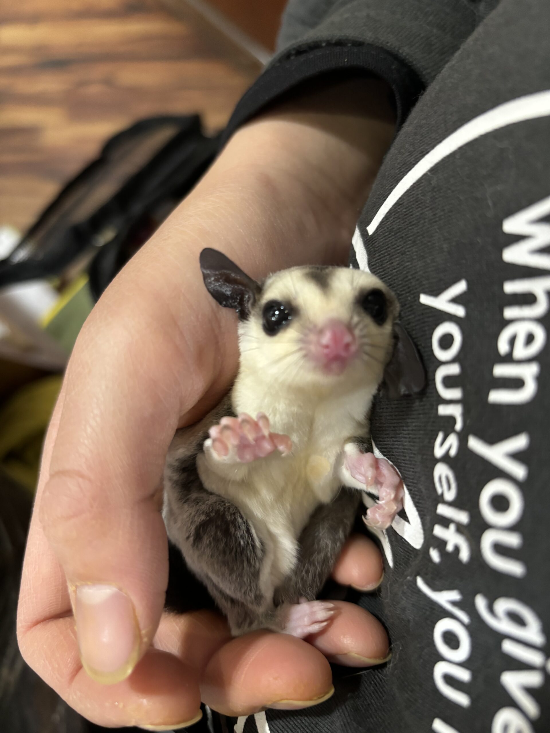 フクロモモンガの赤ちゃん - 長野県佐久市｜乗馬と乗馬馬の販売は