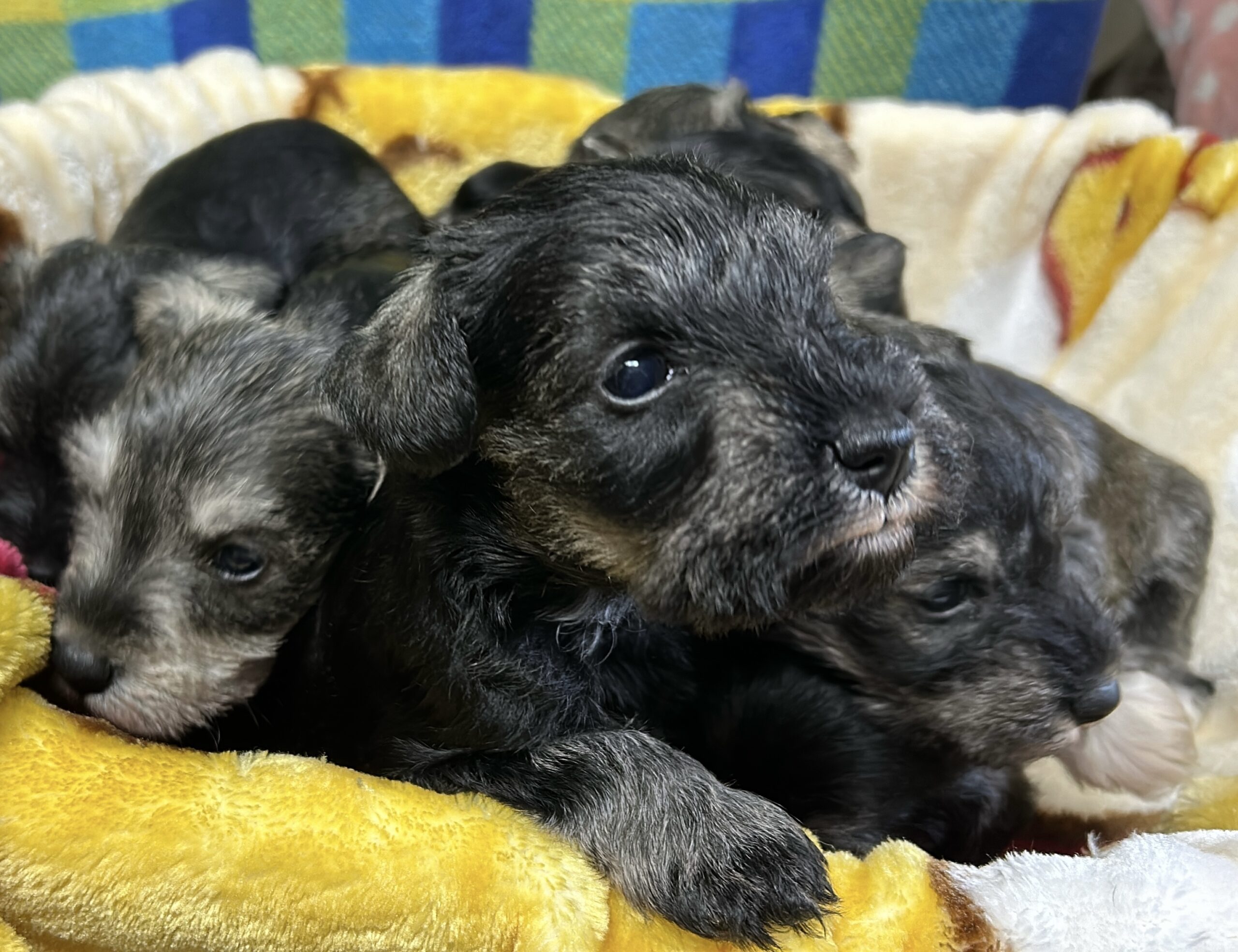 シュナウザーの赤ちゃん🩷 - 長野県佐久市｜乗馬と乗馬馬の販売は