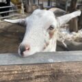お世話していたヤギ🐐に会いに来てくれました