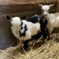 ヤギの子どもたち