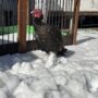 牧場は吹雪いていました