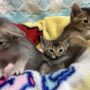 アビシニアン🐈