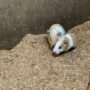モルモットの赤ちゃん
