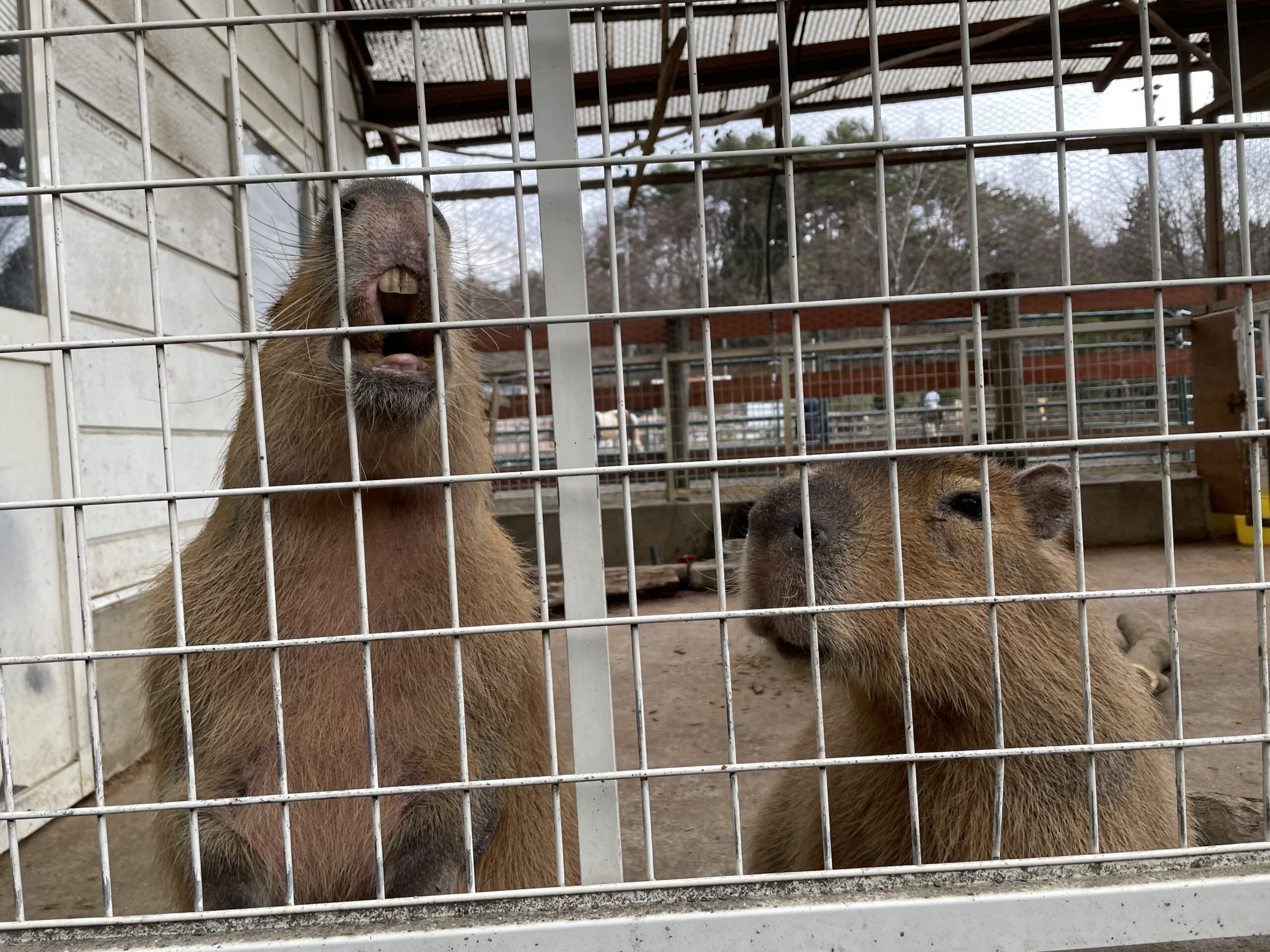 カピバラさん達とのふれあいで… - 長野県佐久市｜乗馬と乗馬馬の販売は