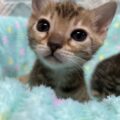 ベンガルキャット🐈