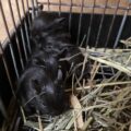 デグーの赤ちゃん