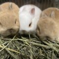 子ウサギ生まれてます②