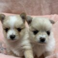 ポメチー
