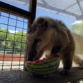 スイカでご満悦🍉