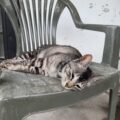 暑い日が続きます