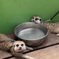 日差しはすっかり夏ですね