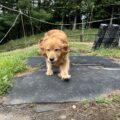 ローラちゃん里親募集中です