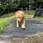 ローラちゃん里親募集中です