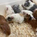 子モルモット生まれてます②
