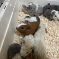 子モルモット生まれてます③
