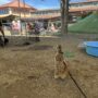 あゆみ保育園移動動物園