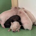 マイクロブタの赤ちゃんたくさん産まれてます🐷