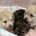 ミックス犬・ポメプー