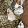 子モルモットがいっぱい