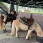 移動動物園