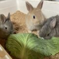 子ウサギ生まれてます