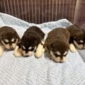 アラスカンマラミュートの子犬　販売中