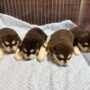 アラスカンマラミュートの子犬 販売中 アラスカンマラミュートの子犬 販売中