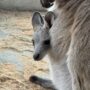 カンガルーの子供 カンガルーの子供