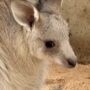カンガルーの赤ちゃんが袋から顔を出してます! カンガルーの赤ちゃんが袋から顔を出してます!